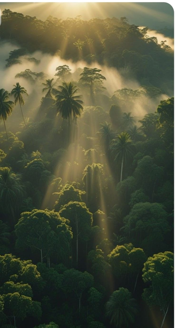 The Amazon Rainforest canopy stretching to the horizon — the most biodiverse ecosystem on Earth