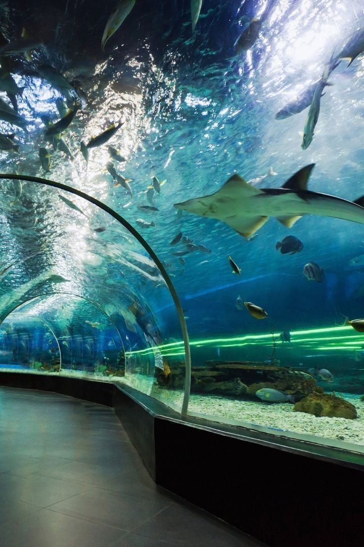The Aquarium of Genoa in the Porto Antico, the largest aquarium in Italy, designed by Renzo Piano