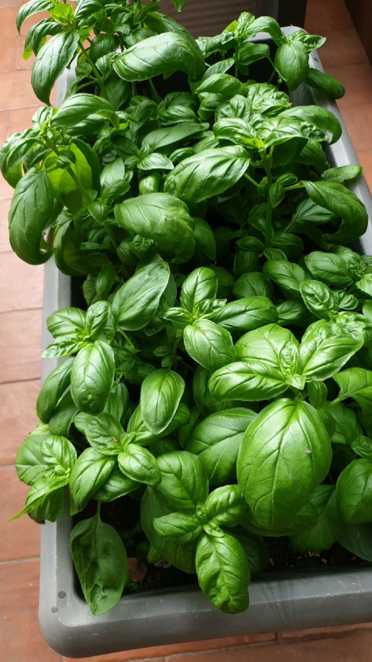 Fresh Basilico Genovese DOP, the small leaved basil of Prà, essential for authentic pesto