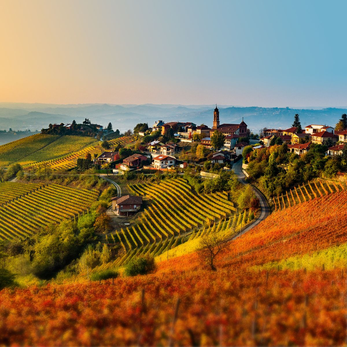 Autumn vineyards near Bardolino on the eastern shore of Lake Garda, with golden leaves and ripe grapes.