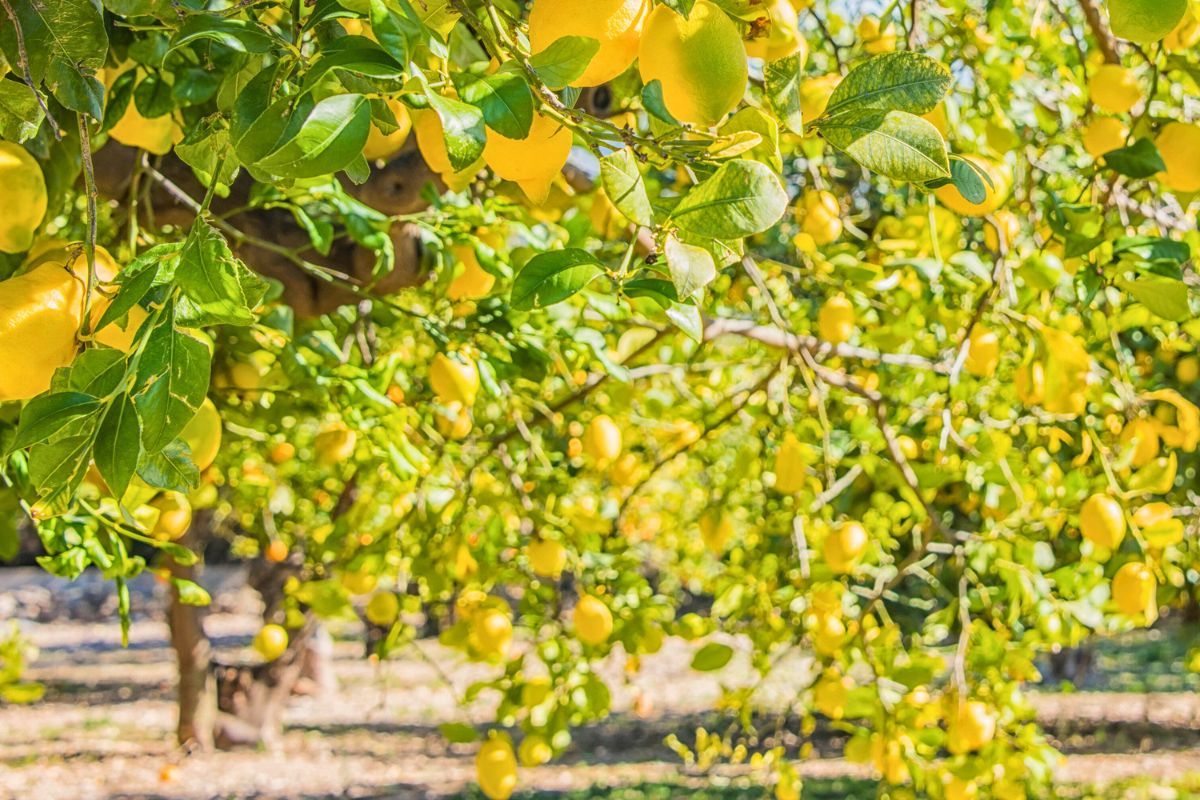 The famous Sorrento lemon groves on the terraced hillsides above the Sorrentine Peninsula