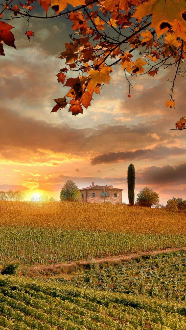 The rolling hills of Tuscany in autumn — vineyards turning gold and cypress trees standing tall against the warm sunset light