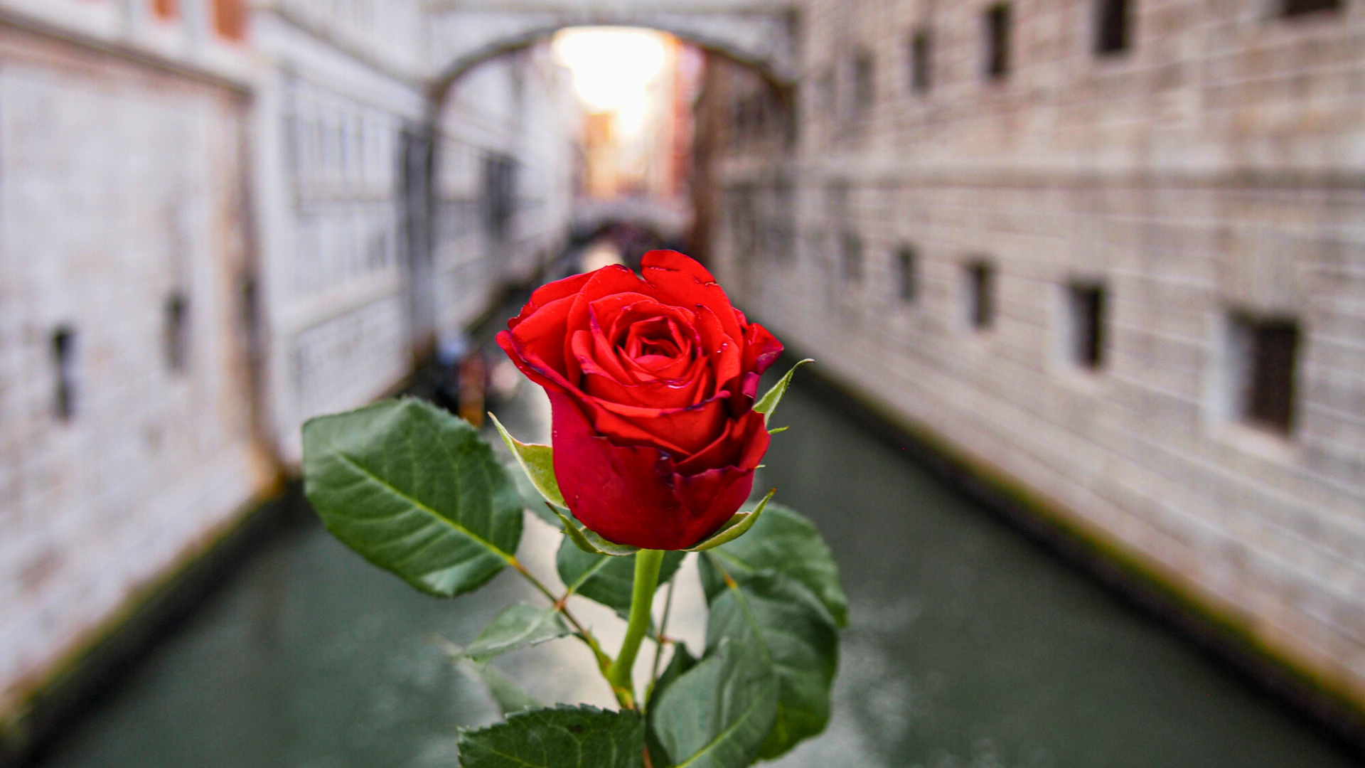 A single red rose bud, the bocolo, the symbol given by Venetian men to their beloved on the 25th of April every year